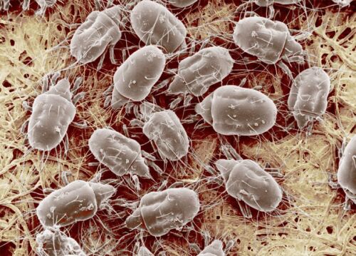 Mites 2025 06 30 154025 gavu