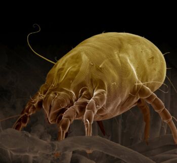 Dust mite